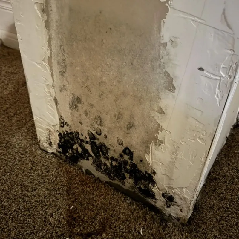 Professional Mold Removal in Hollis, NH